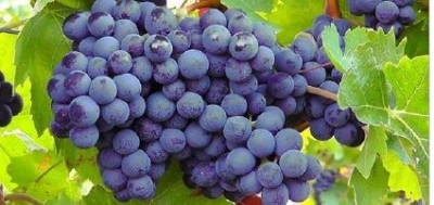 Cocciniglia cotonosa della vite novità in frutti-viticoltura 