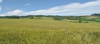 Visita prove varietali ed agronomiche frumento duro biologico progetto GOI Visita prove varietali ed agronomiche frumento duro biologico progetto GOI